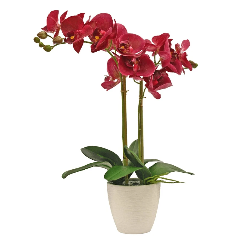 Орхидеи в горшках