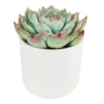 Суккулент Эхеверия горшечная